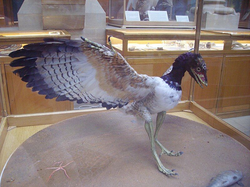 File:Archaeopteryx lithographica.JPG