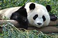 Giant Panda