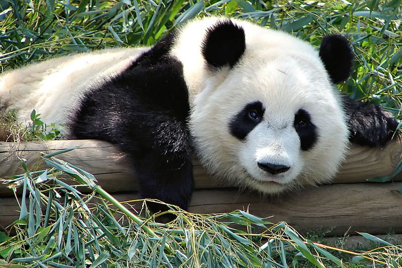 File:Atlanta Zoo Panda.jpg