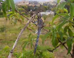 Australian Blue Skimmer