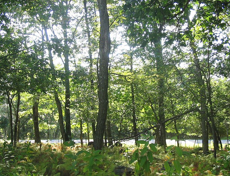 File:Big Meadows Woods.jpg