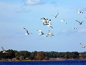 Birds Flying Above Bill Frederick Park