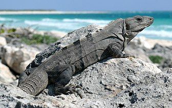 A basking female on the island of Cozumel in Quintana Roo, Mexico