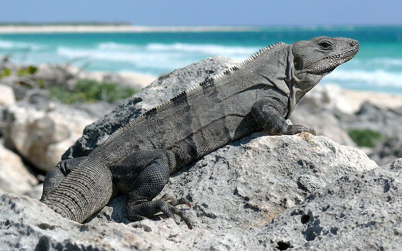 File:Black Spiny-tailed Iguana-27527.jpg