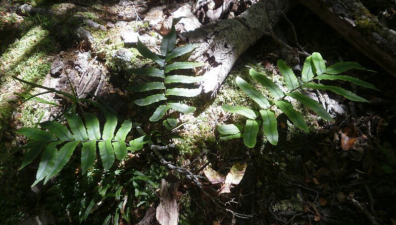 File:Blechnum procerum 11.JPG