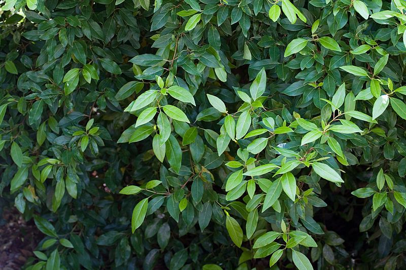 File:Blossom 5455 Leaves.jpg