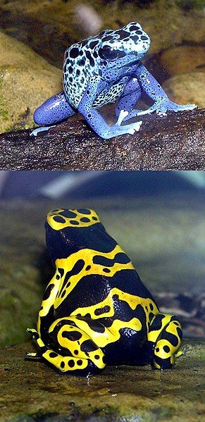 File:Blue-poison.dart.frog.and.Yellow-banded.dart.frog.arp.jpg