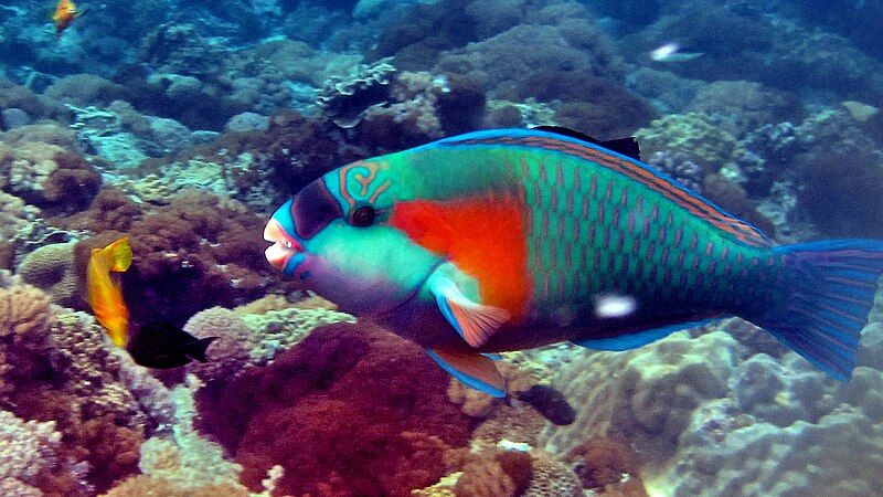 File:Bower's parrotfish.jpg