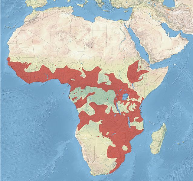 File:Bronze Mannikin Distribution.jpg