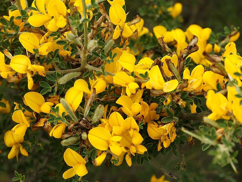 File:Calicotome villosa (flowers).jpg