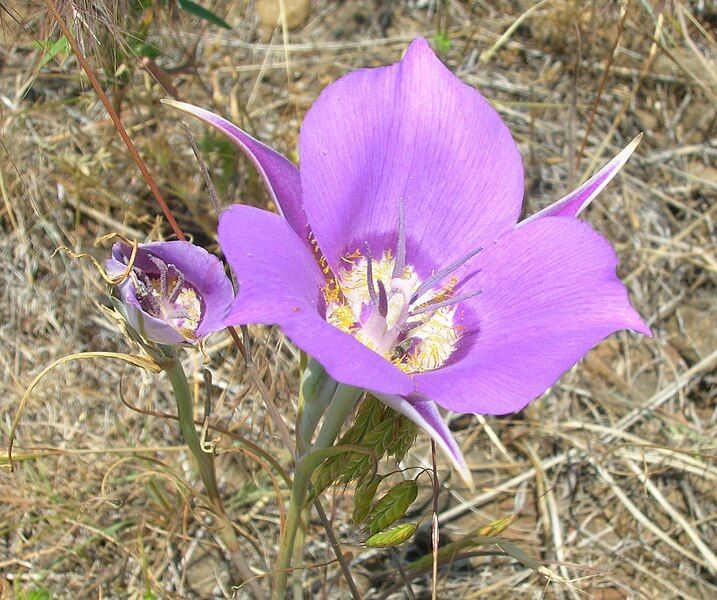 File:Calochortus macrocarpus.jpg