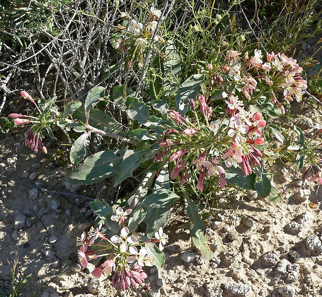 File:Camissonia boothii 1.jpg