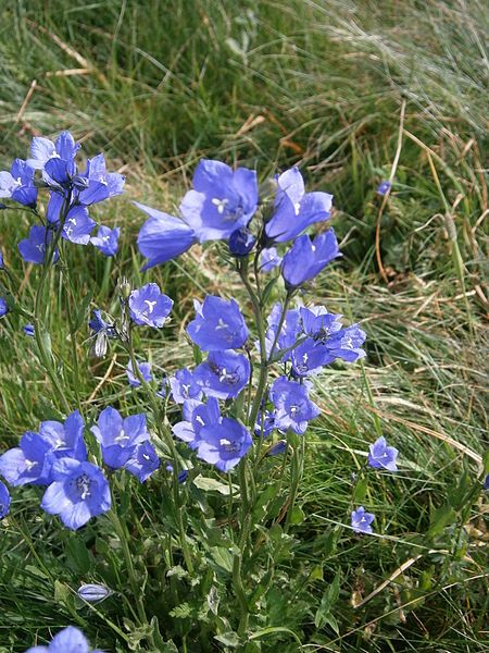 File:Campanula rhomboidalis 02.JPG