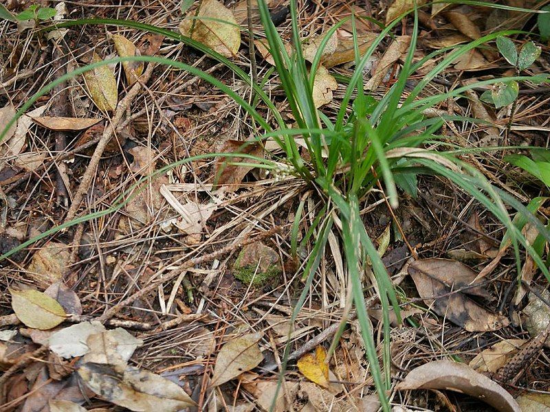 File:Carex breviscapa okinawasg02.jpg