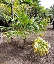 Coccothrinax barbadensis