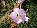 Colchicum cilicicum 'Purpureum' close-up