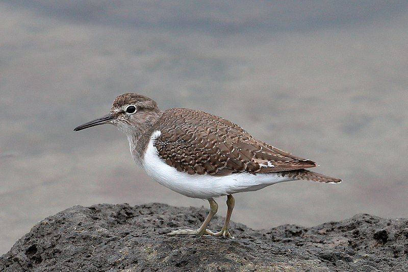 File:Common Sandpiper (22598559126).jpg