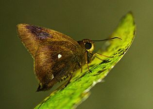 Ventral view