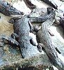 Crocodiles in a farm the Philippines.