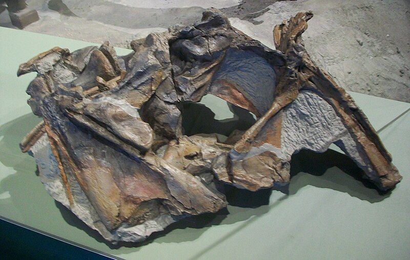 File:Cryolophosaurus ellioti skull.jpg