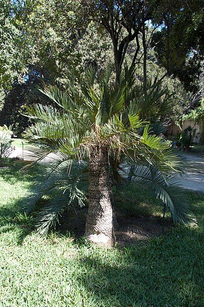 File:Cycas ophiolitica 0066.jpg