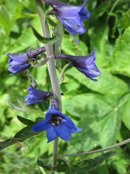 File:Delphinium elatum 03.jpg