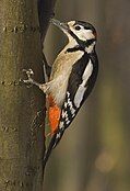 Great spotted woodpecker