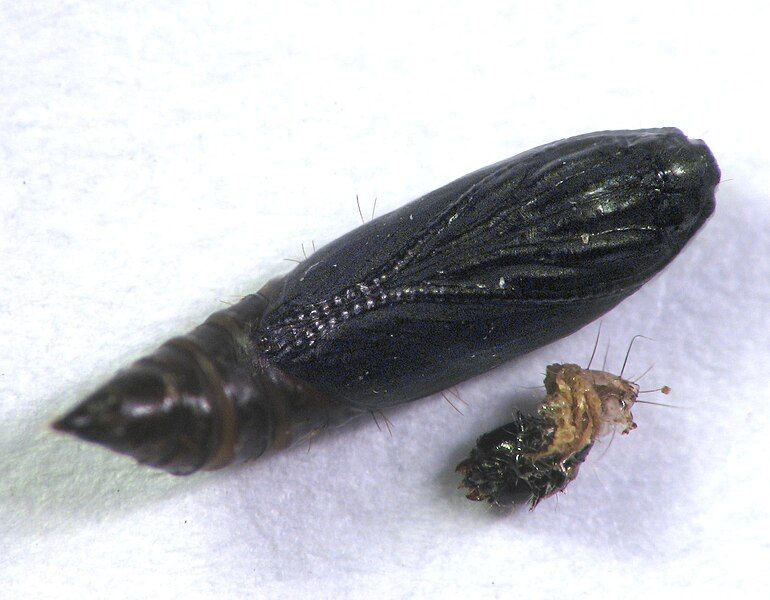 File:Dichomeris inserrata pupa.jpg