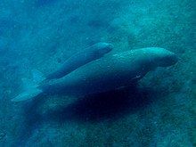 A dugong mother with a calf half its size traveling just above the seabed