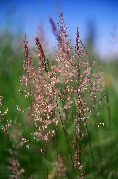 File:DwRoughfescue.jpg