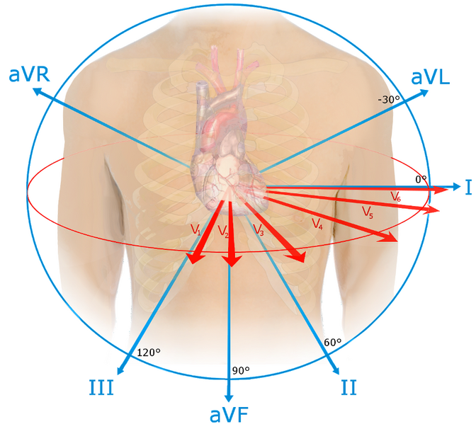 File:EKG leads.png