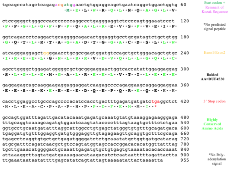 File:ERICH4 Conc Translation.png