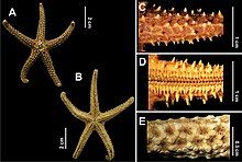 Echinaster brasiliensis: A-Spines of arm, B-Tube feet, C-Abactinal view of Arm