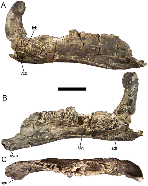 File:Eolambia dentary.png