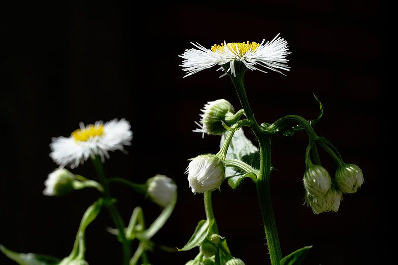 File:Erigeron annuus profile.jpg