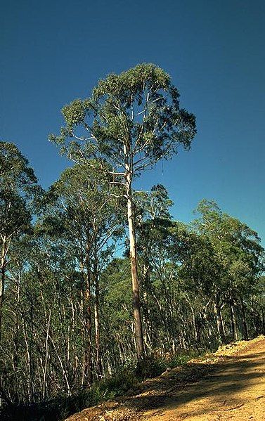 File:Eucalyptus delegatensis habit.jpg