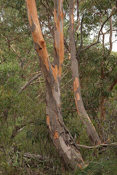 File:Eucalyptus punctatatrunk.jpg