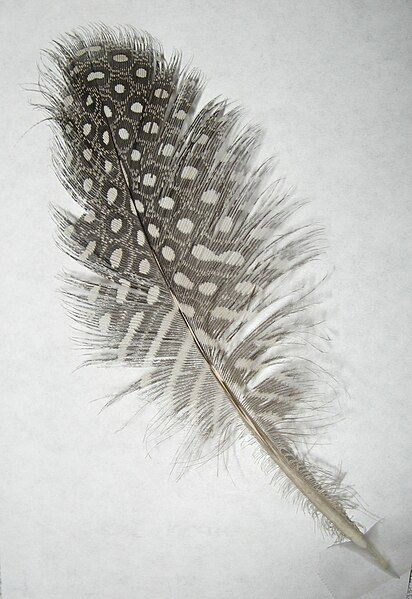 File:Feather Washington State001a.JPG