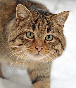 European wildcat, by Michael Gäbler