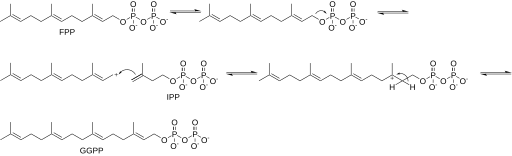 File:GGPP Synthesis.svg