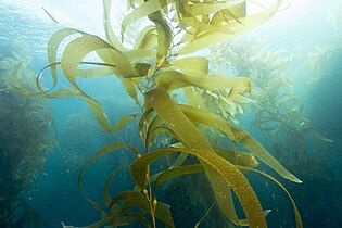 Giant kelp is technically a protist since it is not a true plant, yet it is multicellular and can grow to 50 m (160 ft).