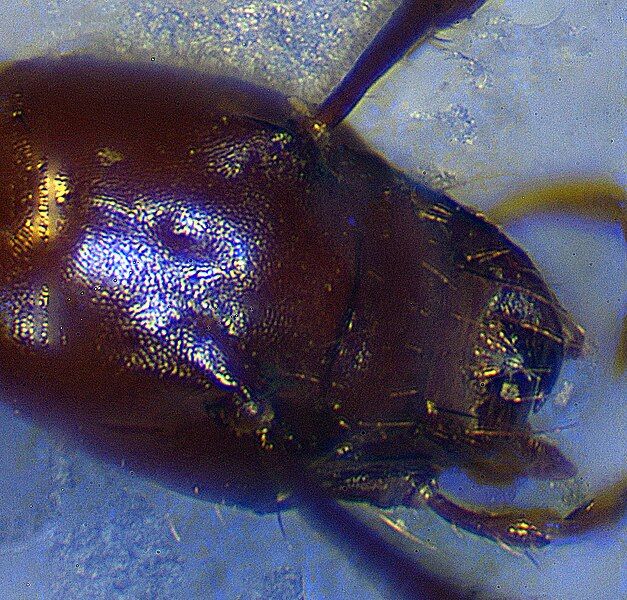 File:Glacicavicola bathyscioidesHead.jpg