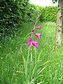 'Gladiolus × byzantinus