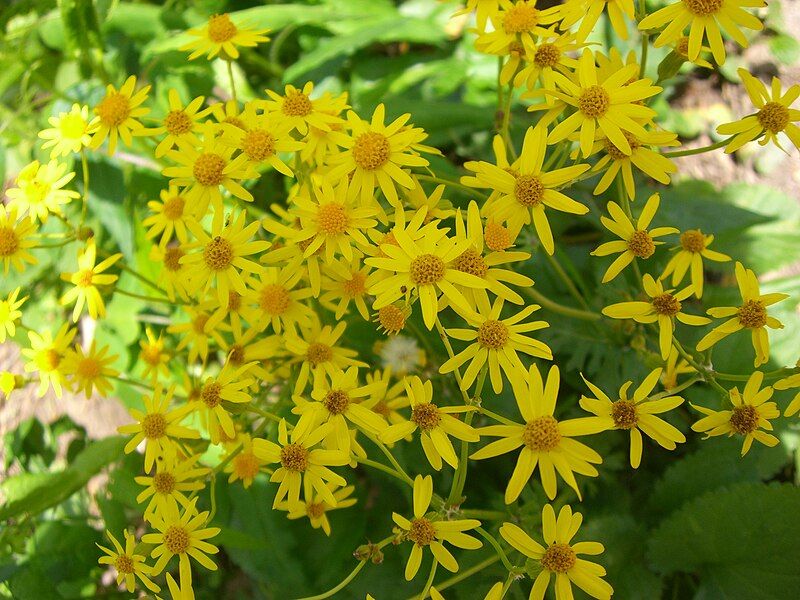 File:GoldenRagwort1.JPG