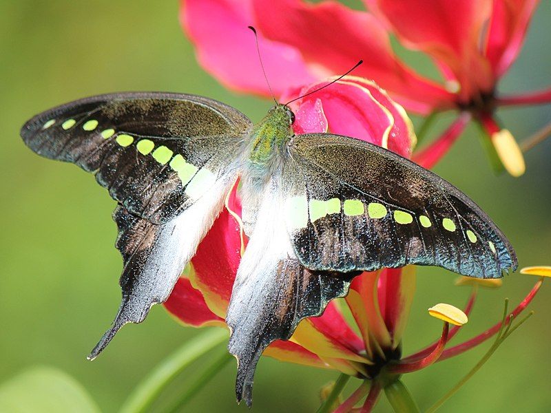 File:Graphium codrus.JPG