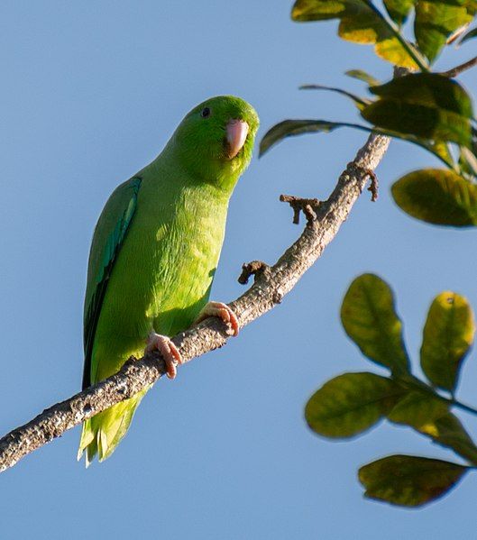 File:Green-rumped parrotlet.jpg