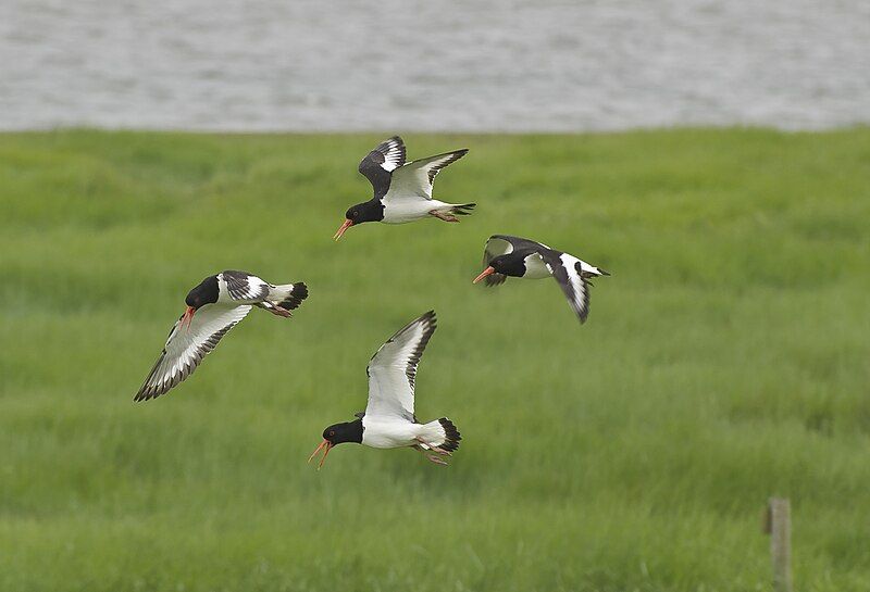 File:Haematopus ostralegus-pjt3.jpg