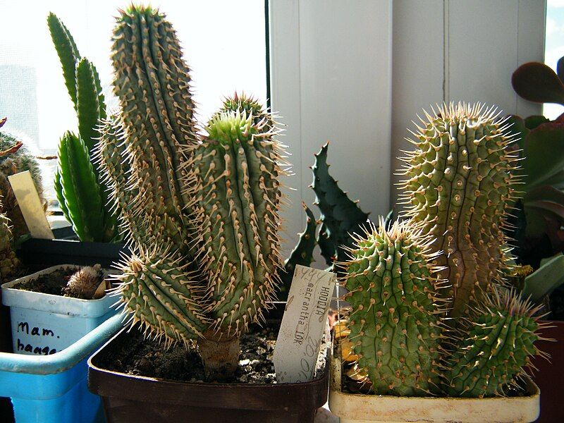 File:Hoodia macrantha.JPG