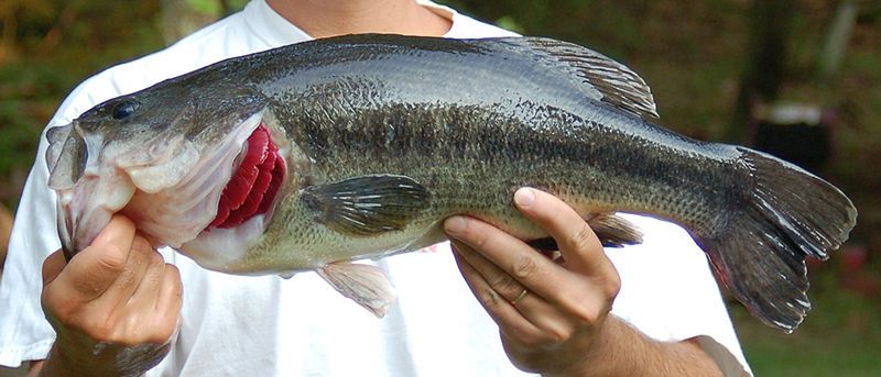 File:Largemouth bass 2006.jpg