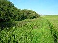 The willow woodlands on the lochshore